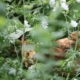 Chickens in the herbs