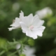 White flower