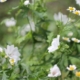 White flower