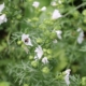 Bee in rosemary
