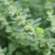Single stem of thyme in flower