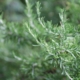 Rosemary close up