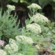 Flower heads