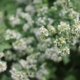 Mint in flower