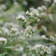 Thyme in flower