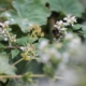 Bumble bee on flower