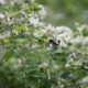 Fly on flower