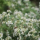 Single bee on flower