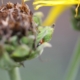 Ladybird in seed head