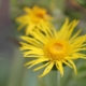 Yellow flower