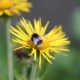 Bee in yellow flower