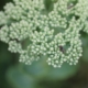White flower