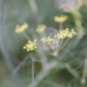 Fennel seeds