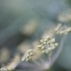 Fennel seeds