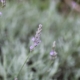 Lavendar