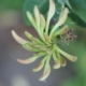 Honeysuckely