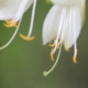 Flower stamens