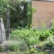 Herbs growing herb garden