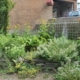 Herbs growing in slate beds