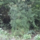 Fennel