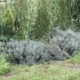 Rosemary