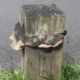 Fungus