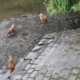 Chickens scratching in gravel by the mill pond