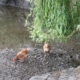 Chickens beside the mill pond