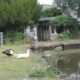 Ducks beside the mill pond
