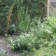 White flowered herbs