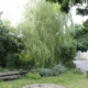 Willow in the herb garden
